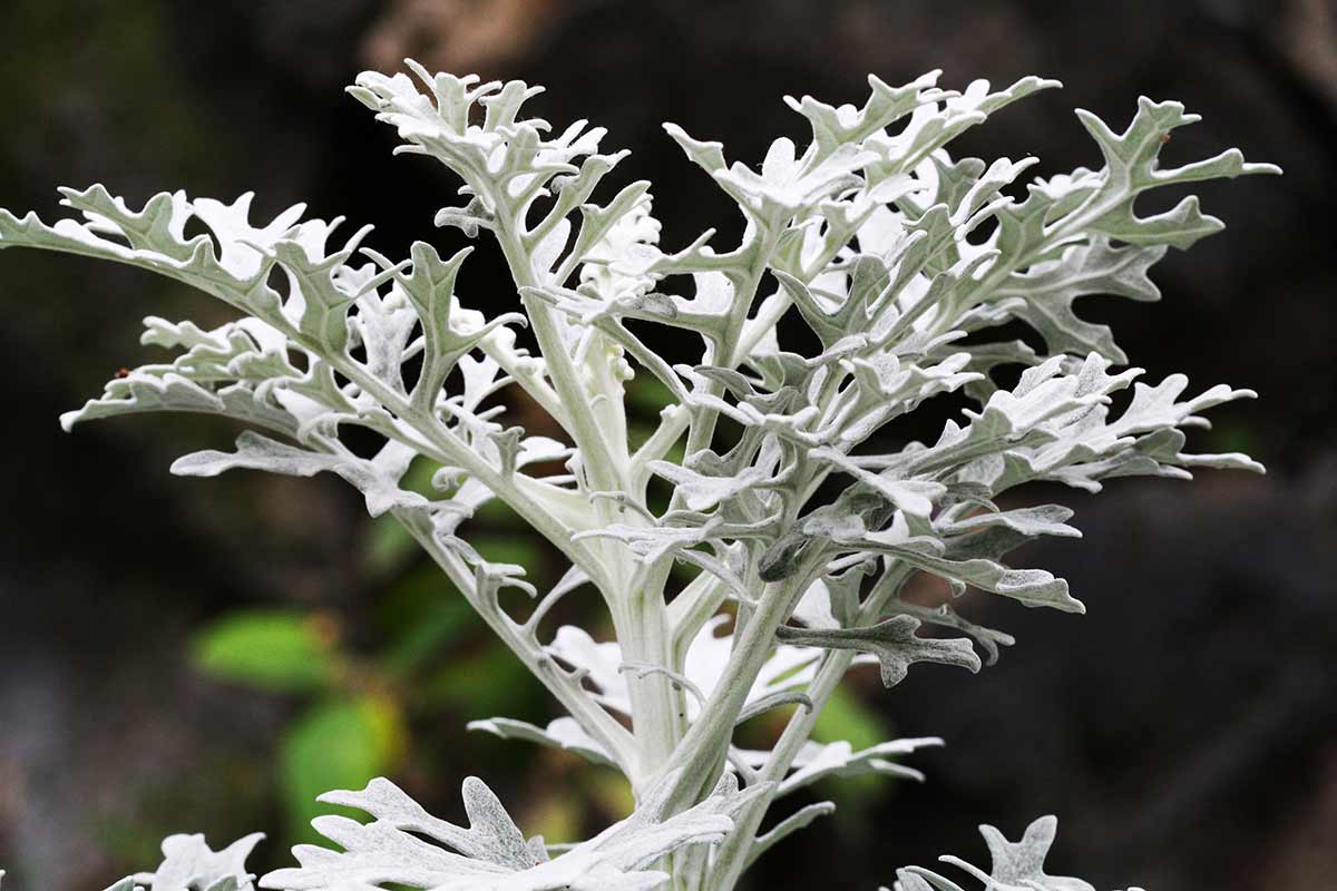 Senecio cineraria