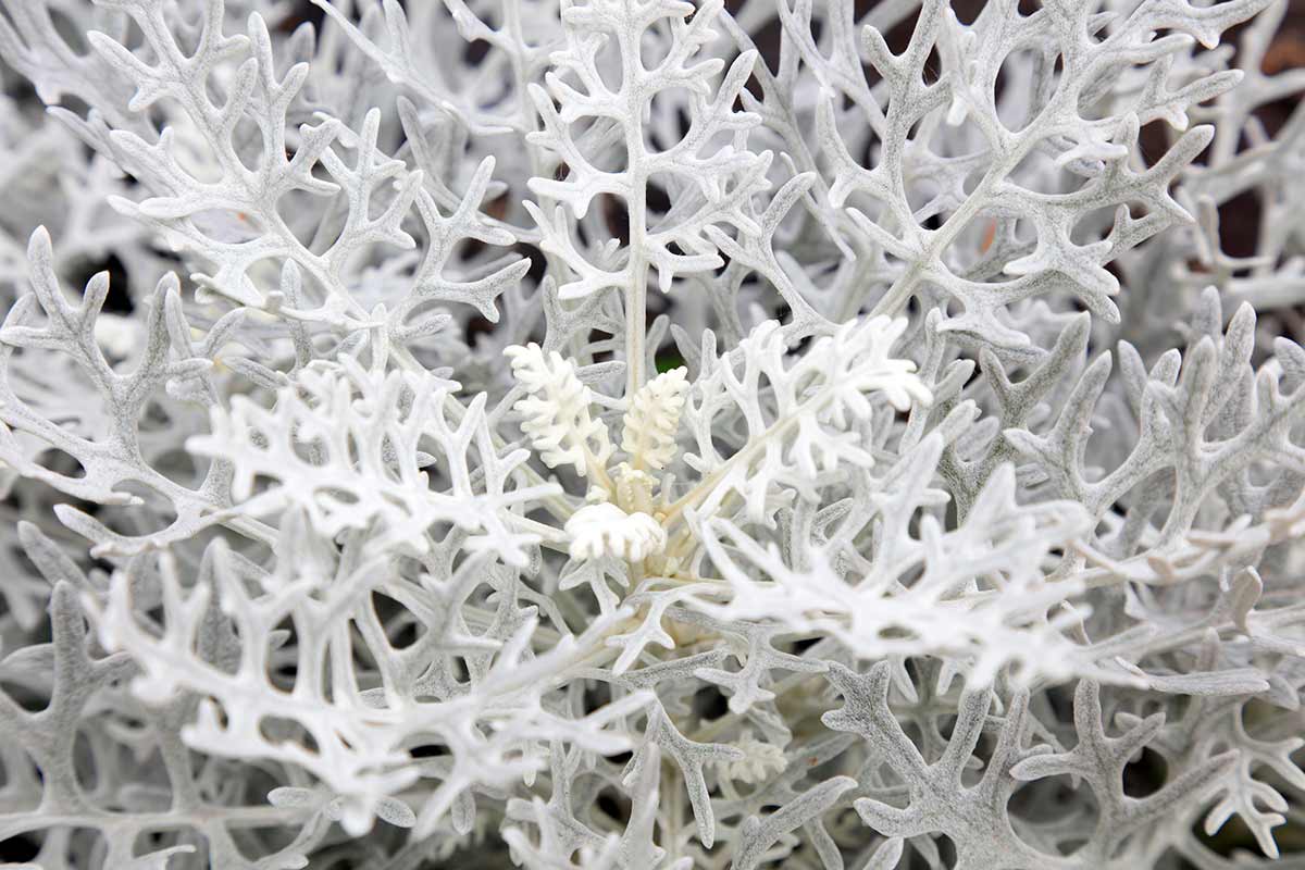 plantes résistantes au froid pour balcon