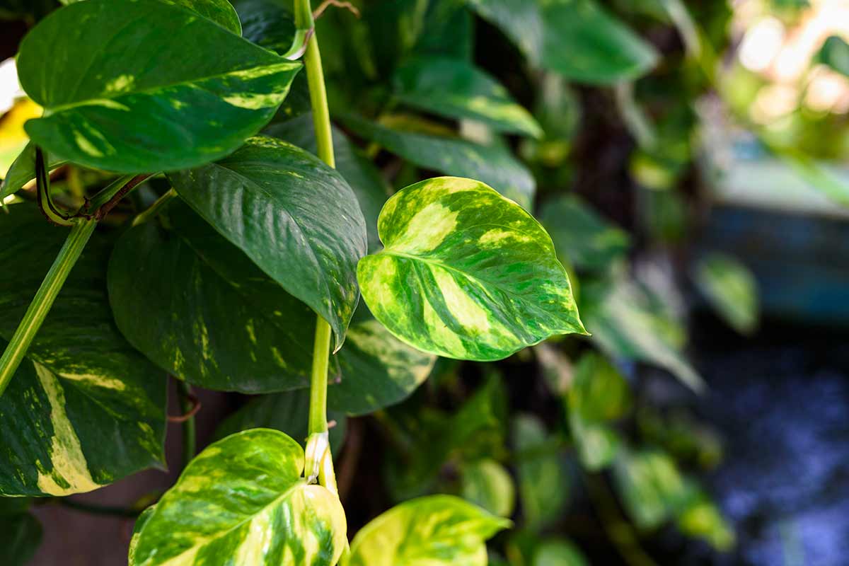 Pothos engrais banane