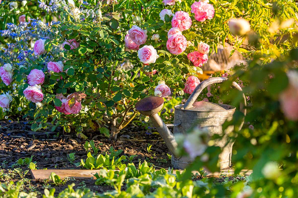 Roses dans le jardin.