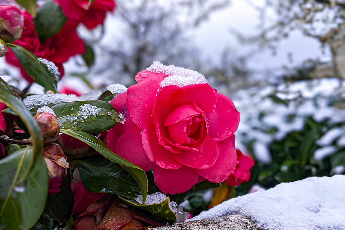 Protéger les roses en hiver