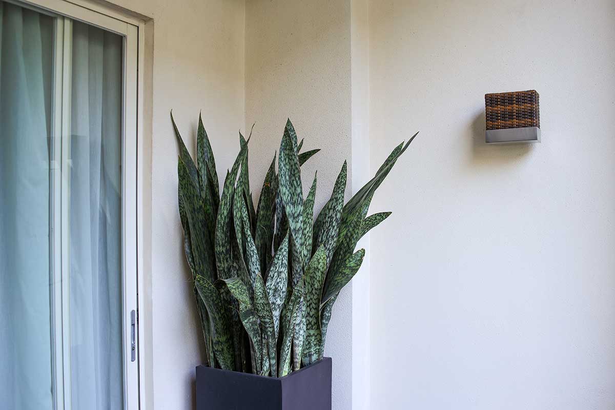 Sansevieria en hiver en extérieur.