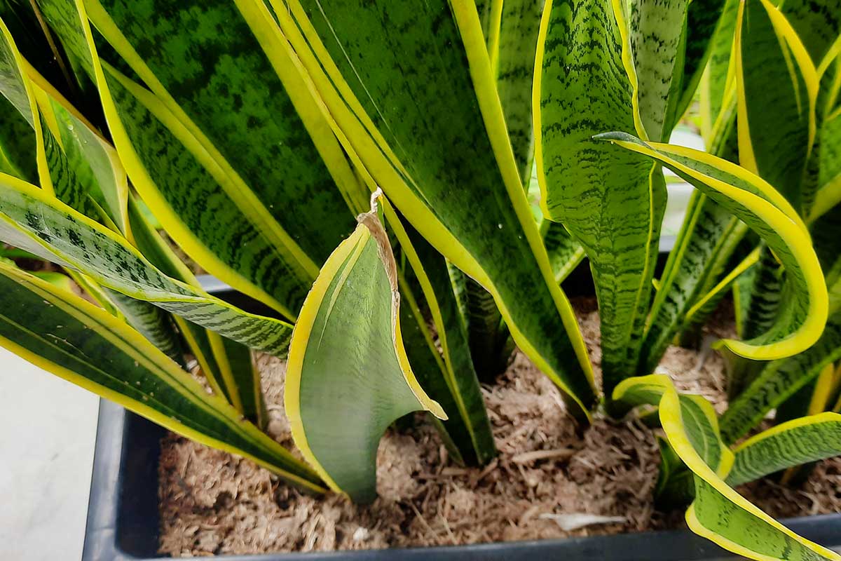 protéger sansevieria hiver