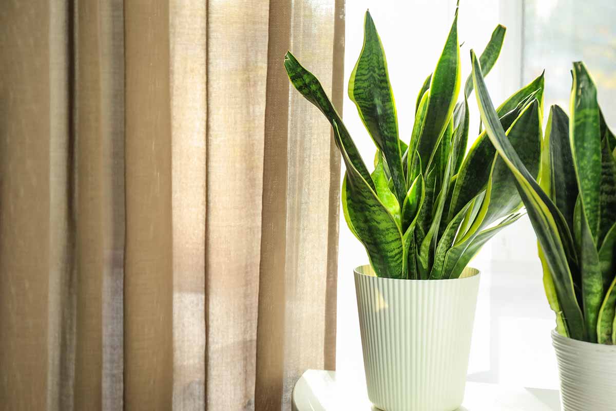 Sansevieria en intérieur.