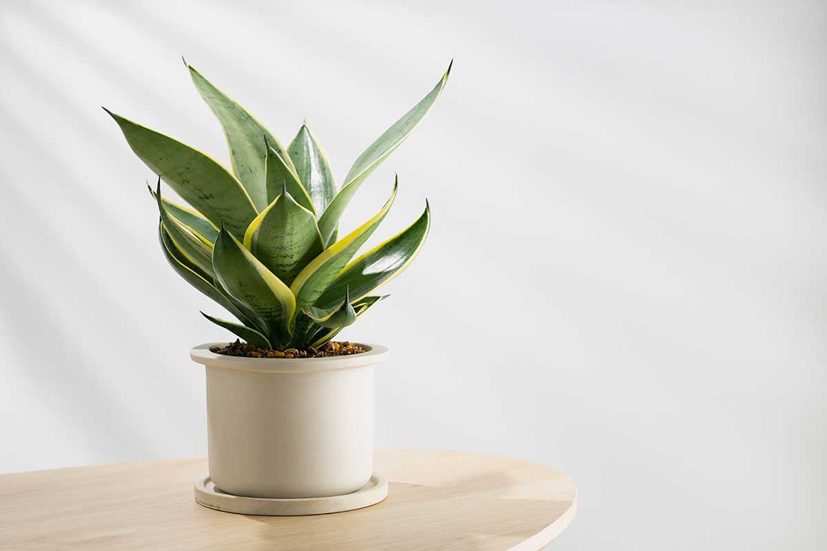 Sansevieria en bonne santé