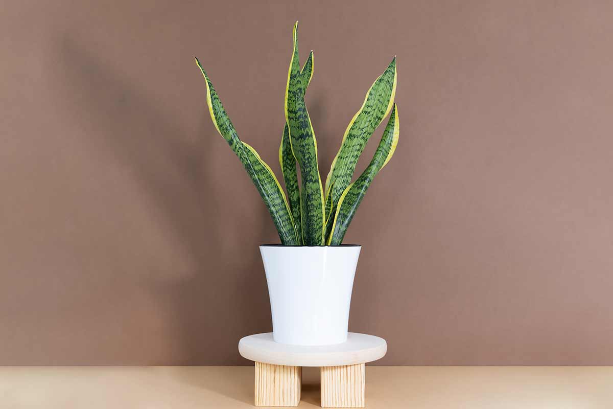 Sansevieria en pot