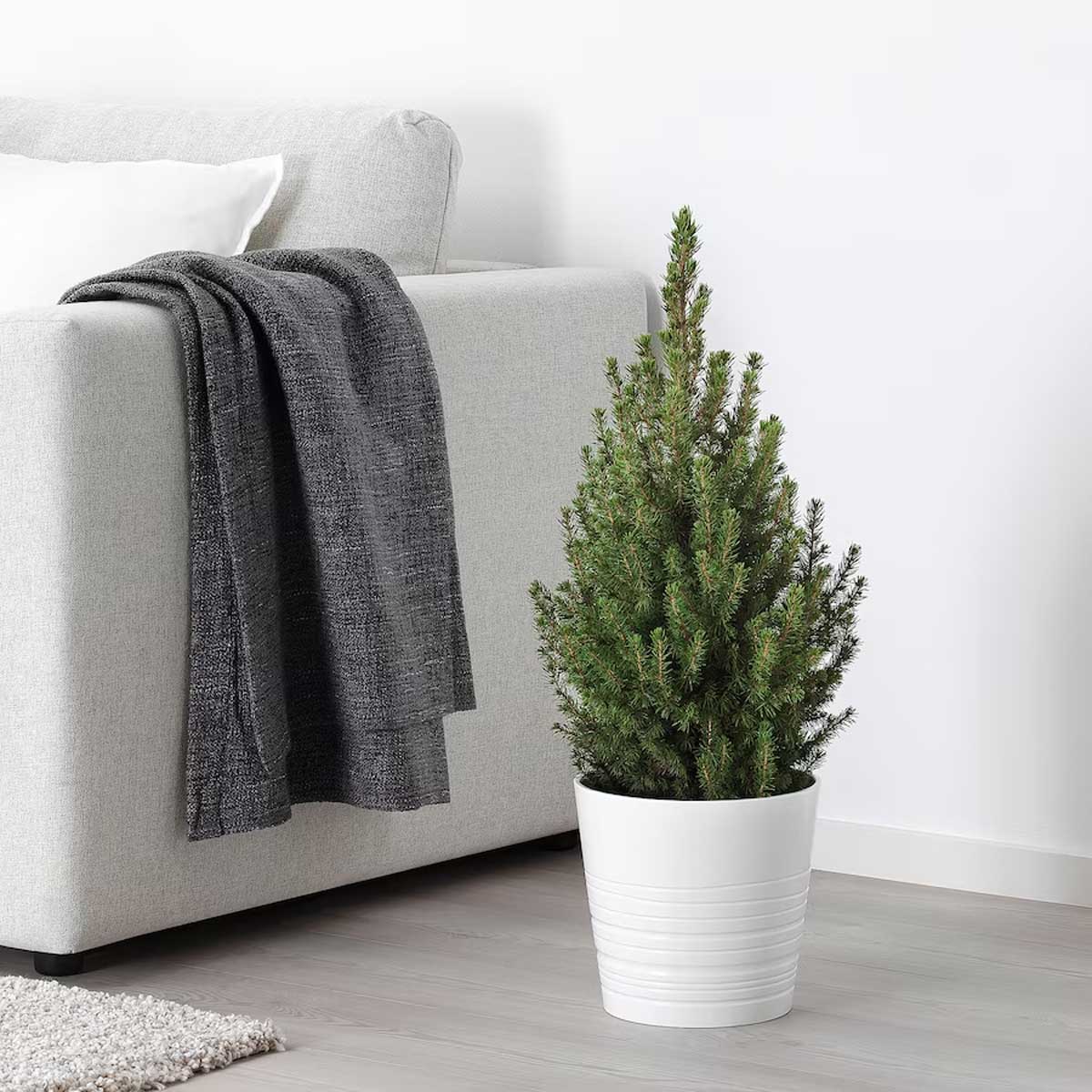 PICEA GLAUCA CONICA petit sapin Ikea