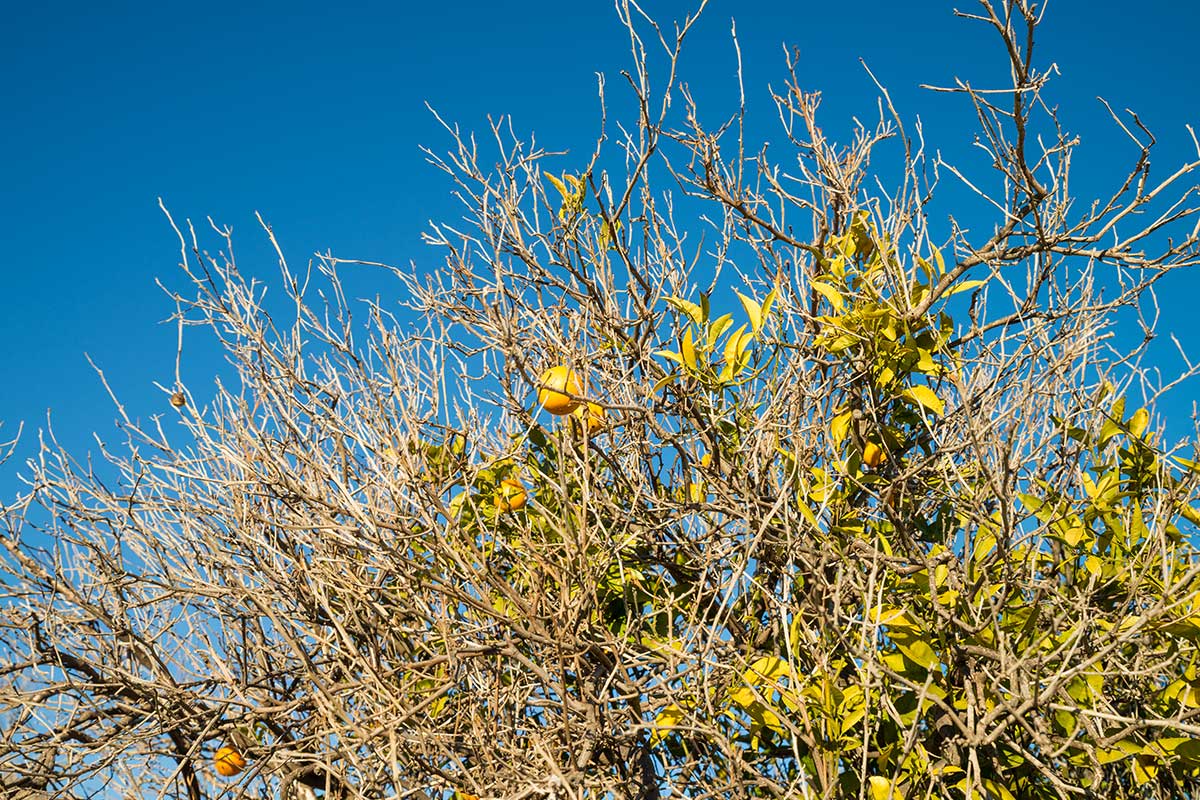 citronnier sans feuilles