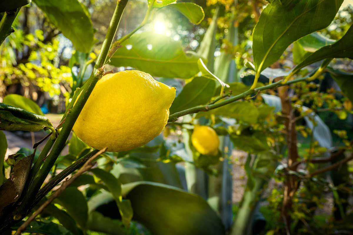 Taille hivernale du citronnier.