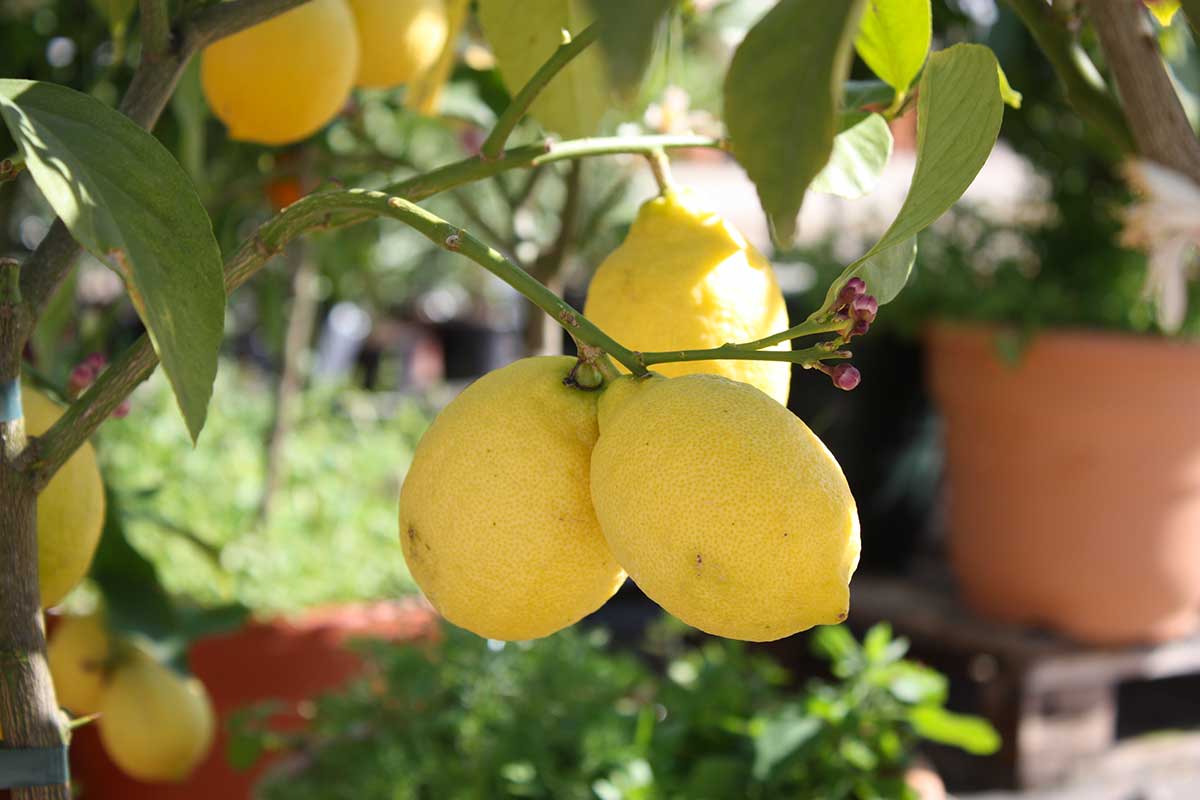 Citronnier en pot en hiver.