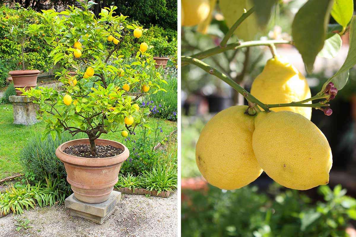 Comment tailler un citronnier en pot en hiver.