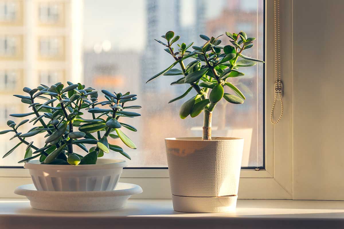 arbre de jade dans une chambre