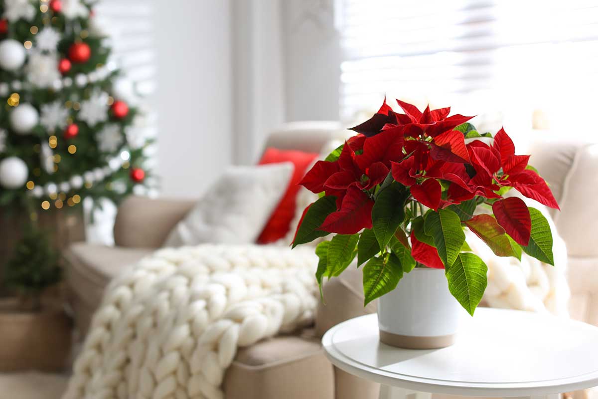 Poinsettia