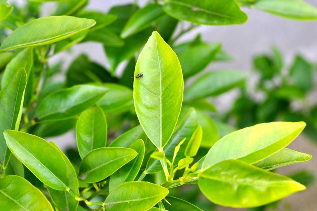 Les feuilles de votre citronnier jaunissent en hiver ? Découvrez 7 engrais naturels efficaces