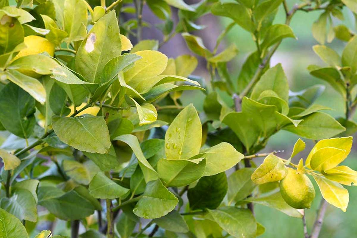 feuilles de citronnier jaunissent en hiver