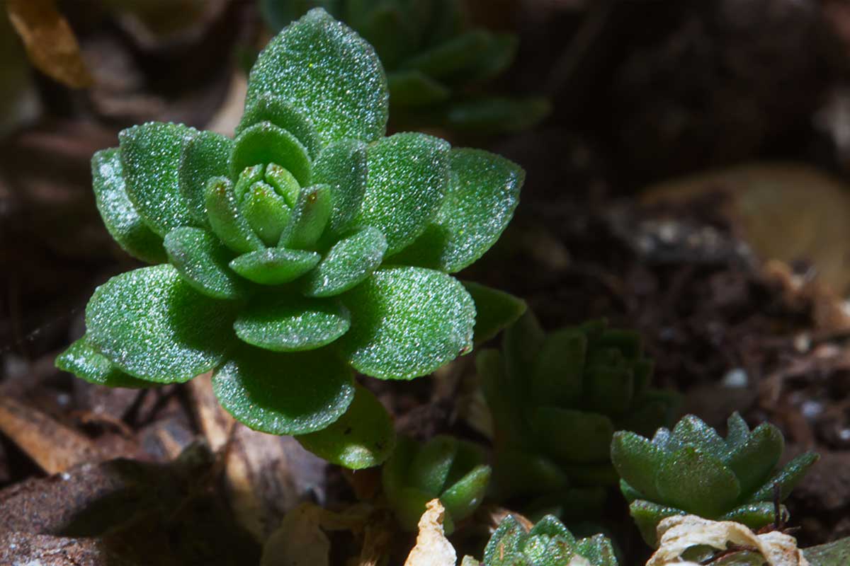 Plante grasse gelée.