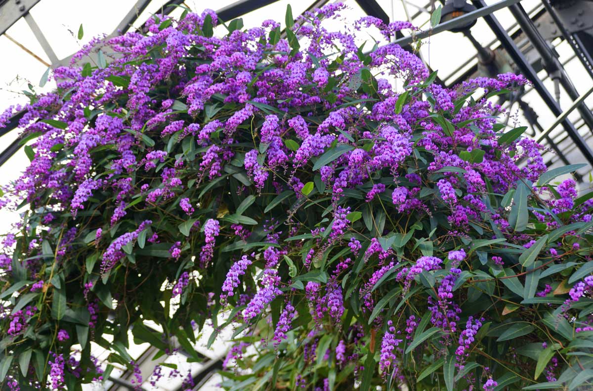 Hardenbergia violacea