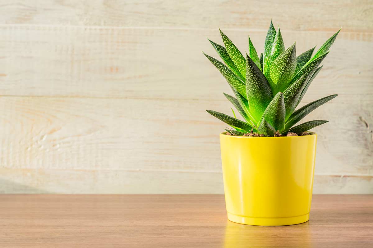 Aloe Vera, plantes pour purifier l'air intérieur.