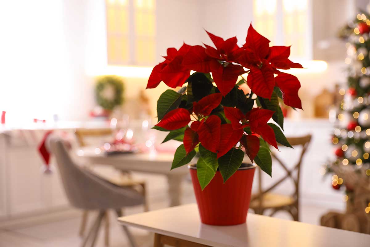 Poinsettia, étoile de Noel