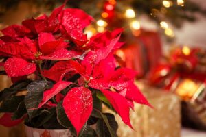 faire éclore Poinsettia