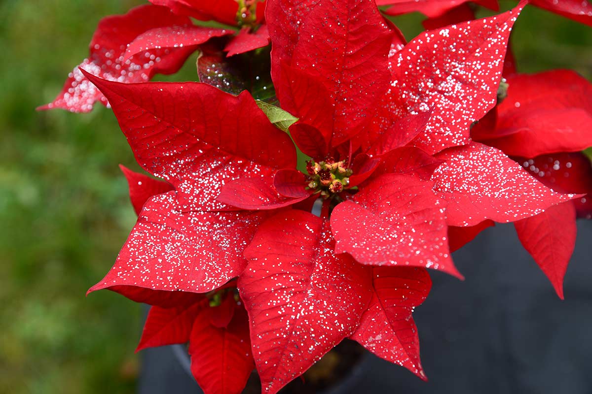 Signification et symbolisme du Poinsettia.