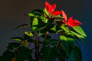 poinsettia histoire