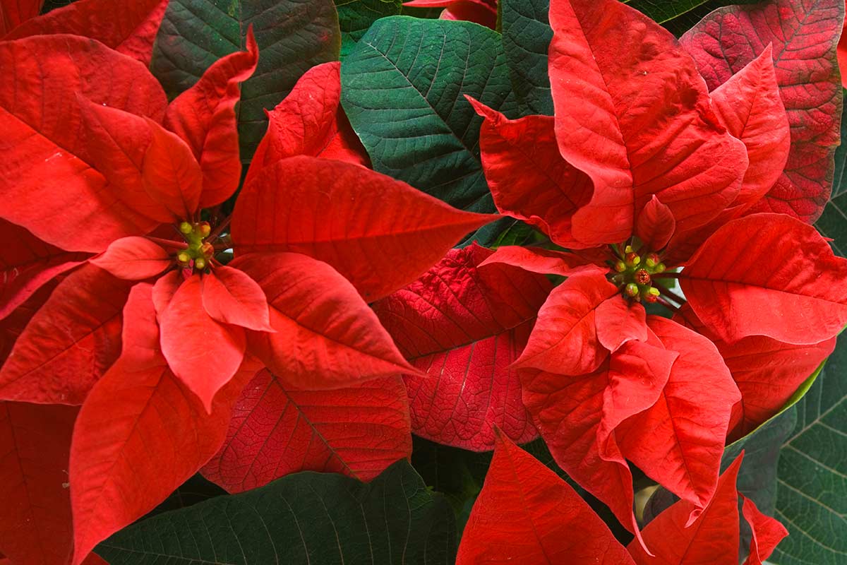 Poinsettia