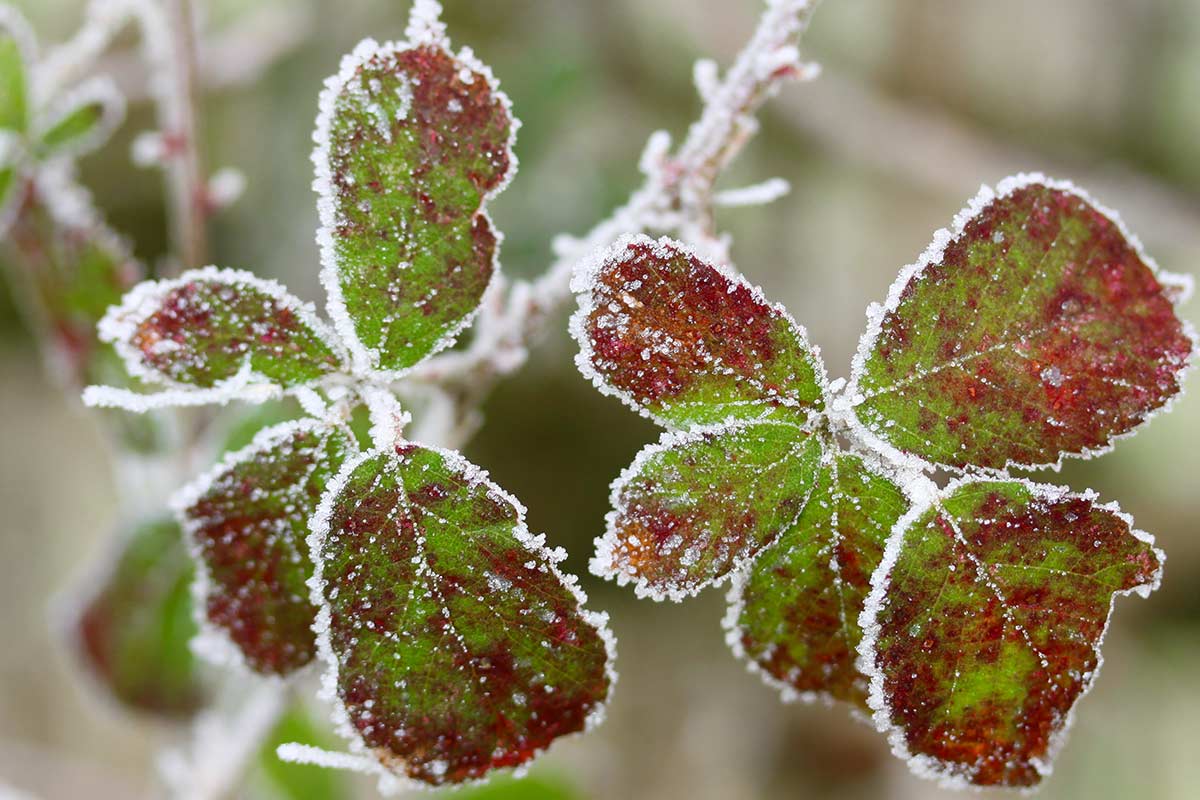 rosier hiver astuce