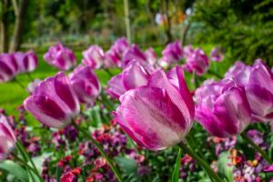 tulipes, geste à éviter en décembre