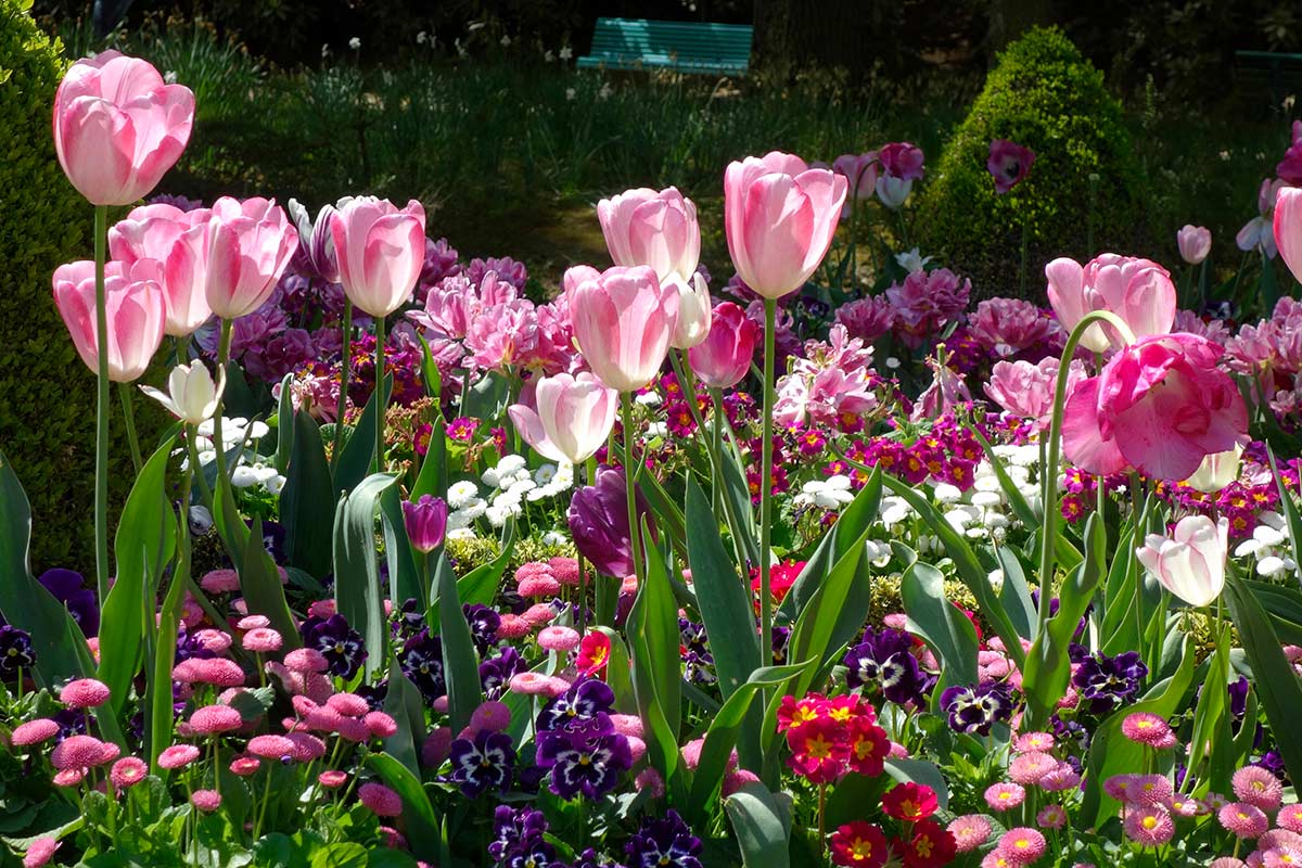Tulipes dans le jardin.