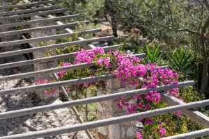 plantes grimpantes idéales pour pergola